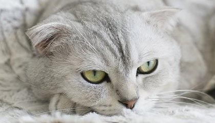 爱游戏体育官方在线-罗马尼亚队赛制透视:团体赛制下的战略与个人表现,罗马尼亚联赛赛程