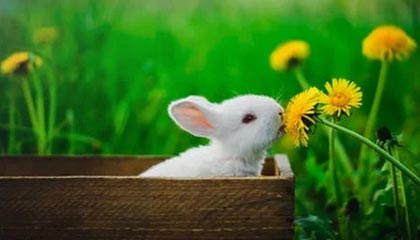 爱游戏体育官方在线-罗马尼亚队赛制透视：团体赛制下的战略与个人表现，罗马尼亚联赛赛程