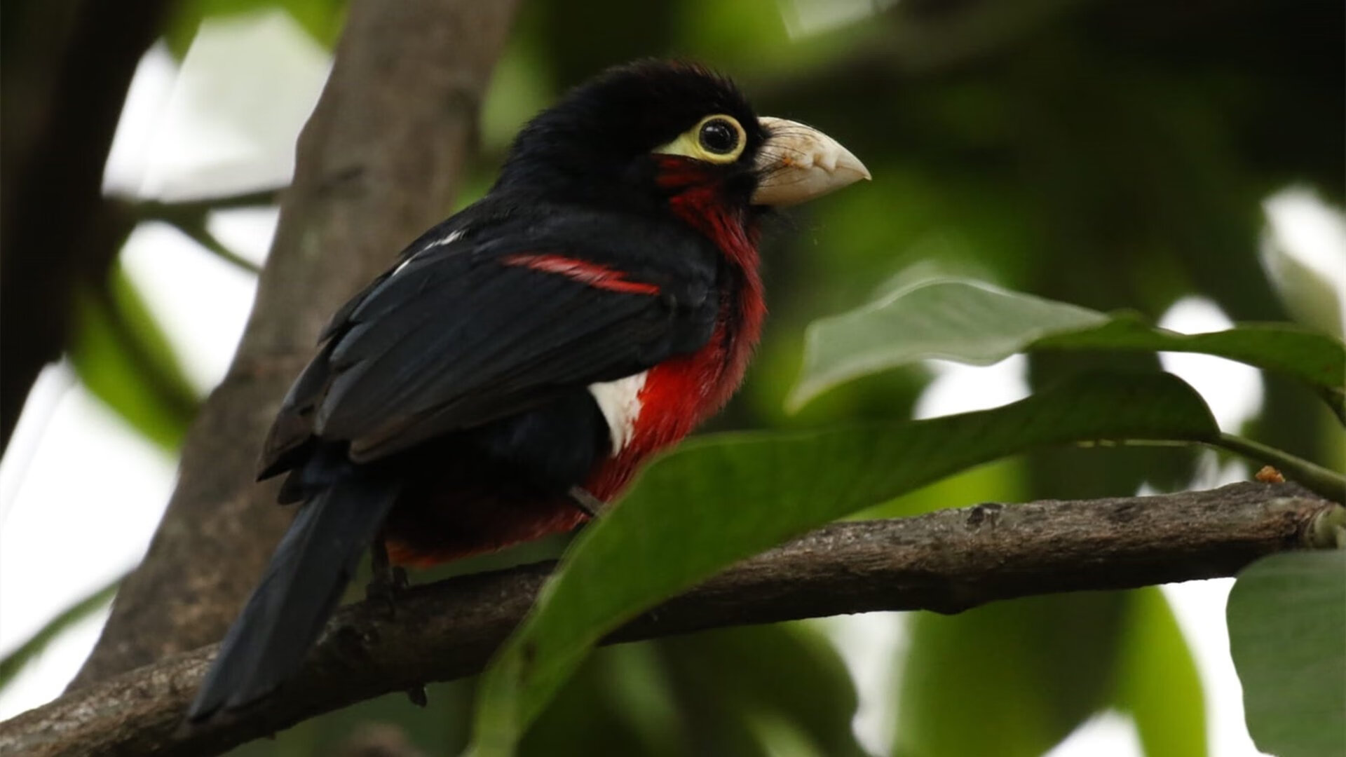 爱游戏体育官方网站-“北京国安宣布新援加盟，实力升级”，北京国安的外援是哪国的