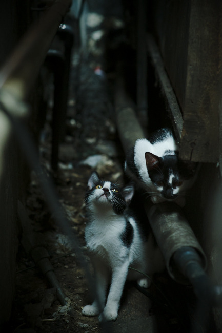 爱游戏电竞官网-“德甲最后阶段，豪门全员拼搏争冠军”，德甲榜首