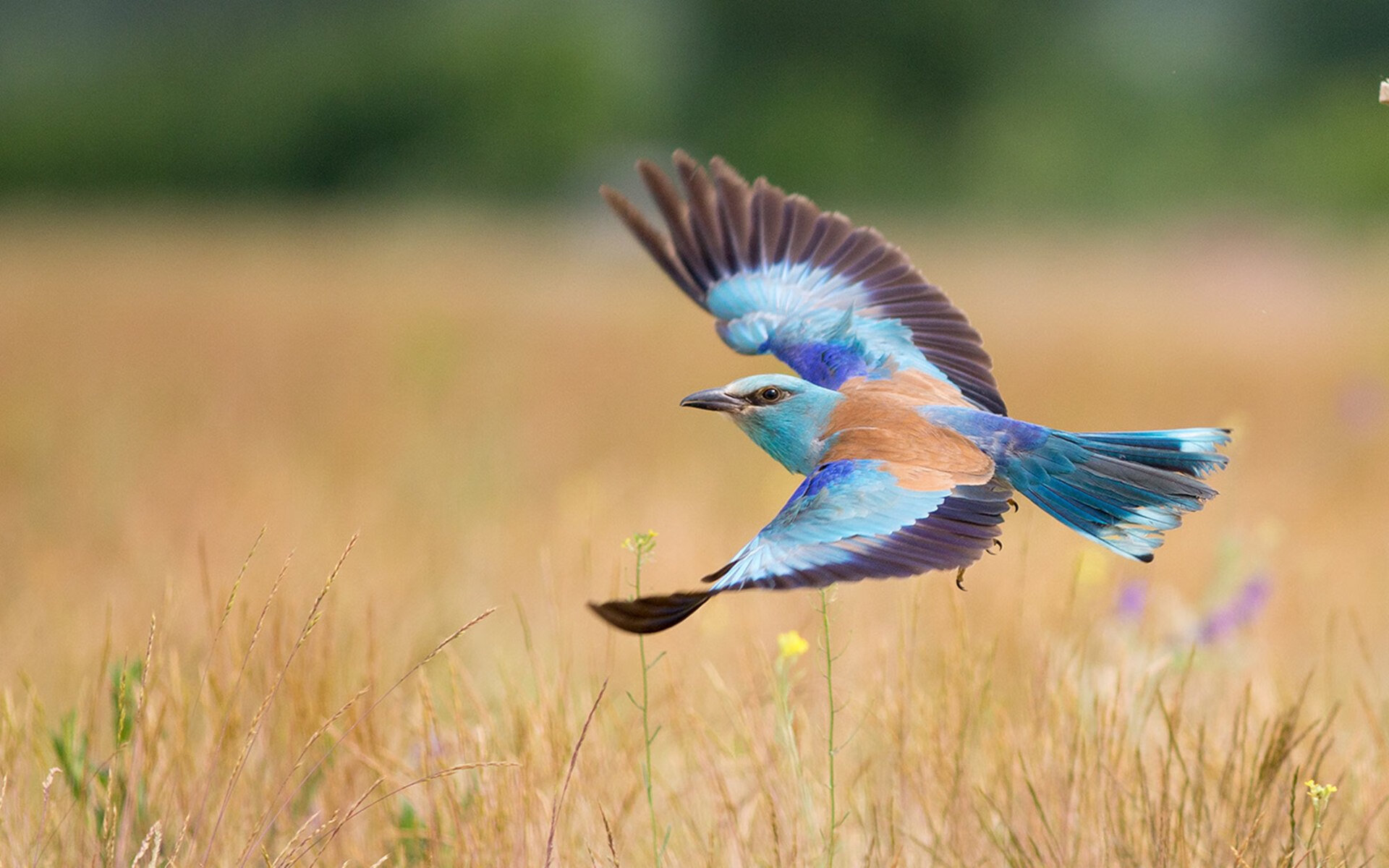 爱游戏中国官方登录入口网站-“荒漠之王”崛起！——沙丘上演的生死对决，沙漠之山