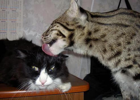 室外露天卡丁车赛,尽享极速快感,室外卡丁车赛道图