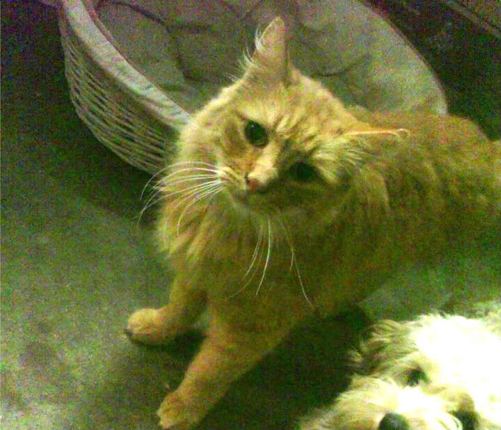 曲棍球联赛:速度与爆发力的展示,曲棍球比赛视频完整