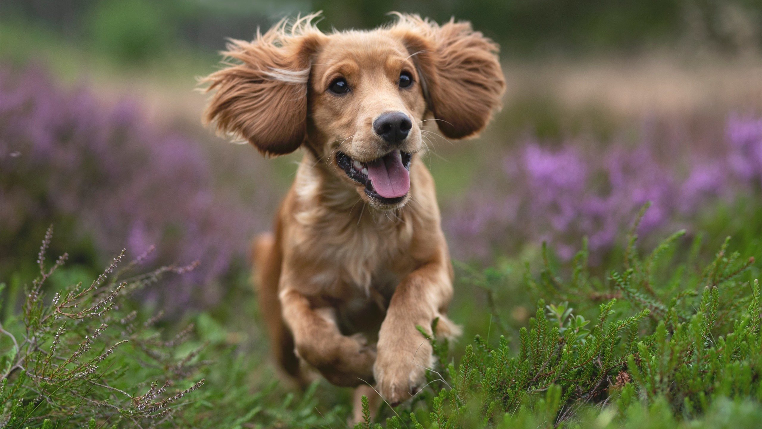 爱游戏app-青少年“绿色能源”篮球赛事在四川眉山盛大举行，倡导环保理念