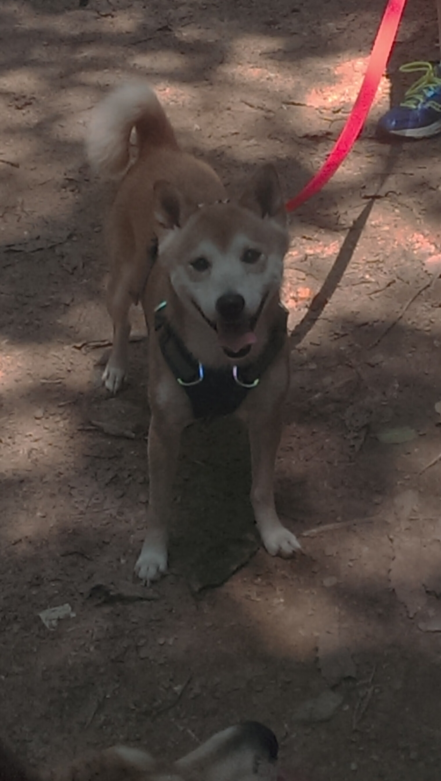 德甲中游球队是否已逐渐失去个性，德甲中文