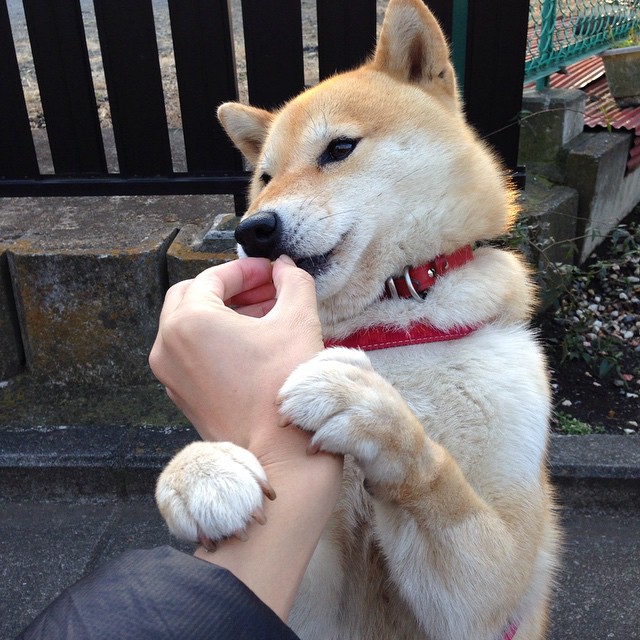 爱游戏 电竞-重庆当代备战华夏幸福，胜利之路将从哪一方脚下开启？，华夏幸福重庆项目