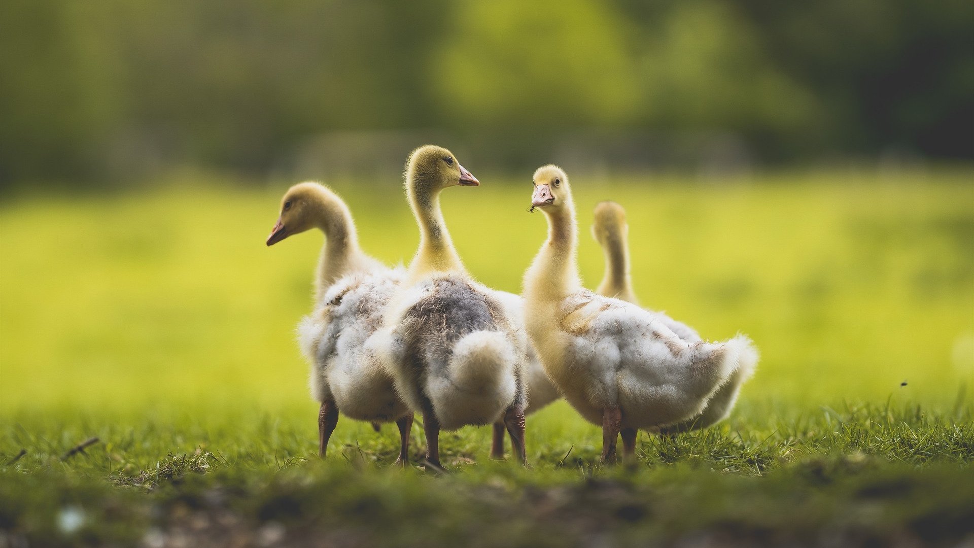 爱游戏app-NBA球员运动表现评估指标体系，nba球员标准