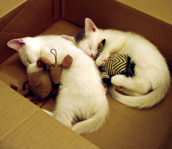 NBA球员职业发展规划,nba球员职业生涯