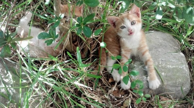 AYX体育-法甲防守阵型转换与对手控球比变化的动态关系研究，法甲对标