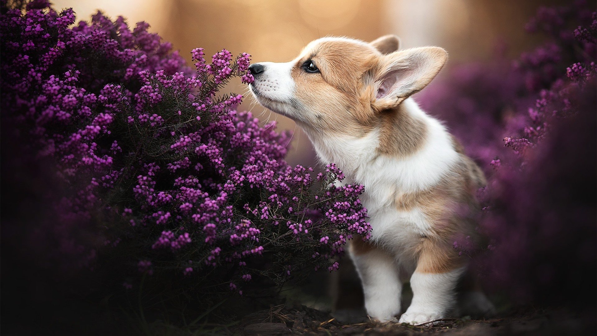 运动训练科学方法研究,运动训练科学方法研究内容