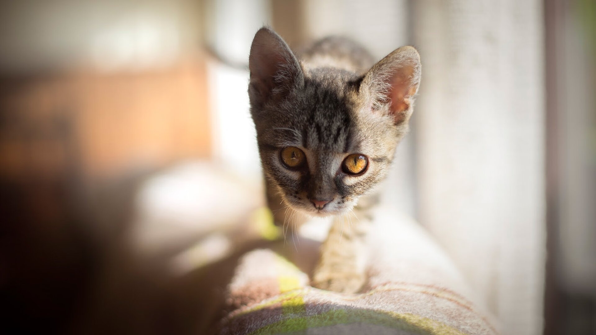 爱游戏官方网站-CBA联盟推动裁判透明度 增强比赛公信力，cba裁判组织