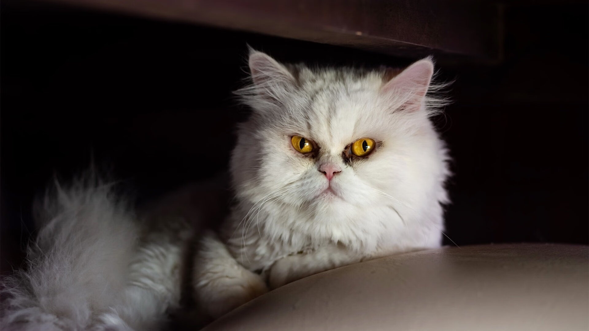 公牛新援融入顺利提升替补阵容质量,公牛赞助商