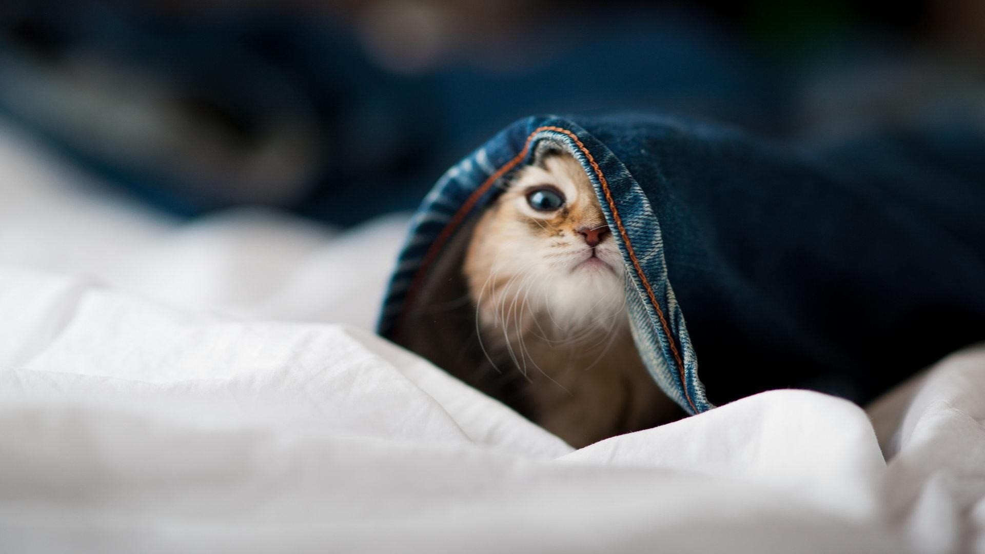 国际足球裁判引入大数据分析,判决更加科学精准,国际足球裁判规则与裁判法