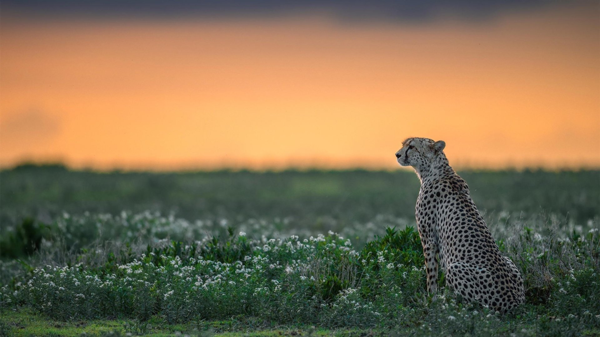 爱游戏体育官方网站-火箭完成绝杀NBA总决赛，火箭队绝杀