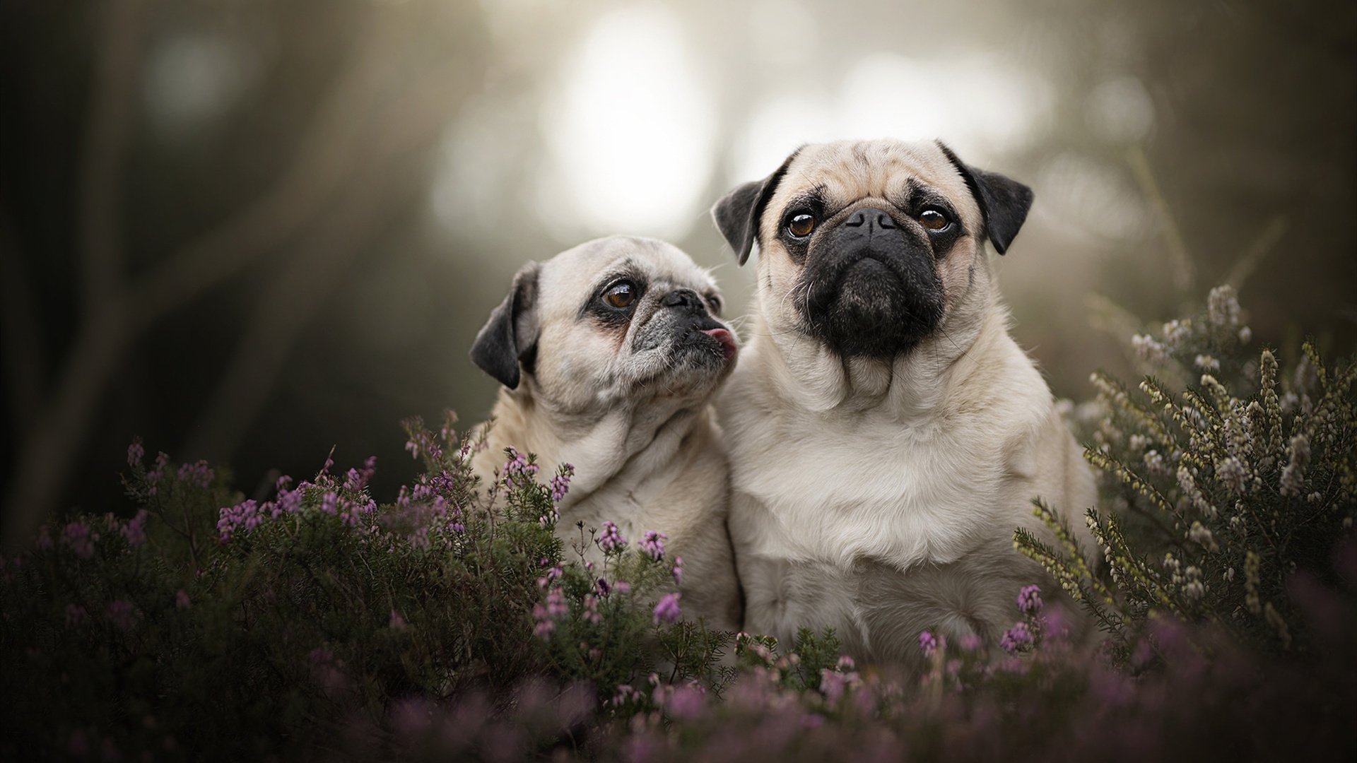 AYX GAMING-老将状态回暖成为球队稳定军心的重要砝码，老将nba