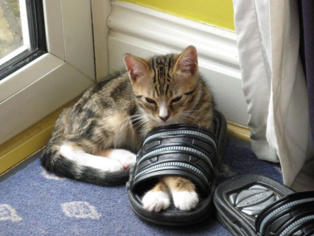 英超竞争愈发激烈,豪门鏖战不断