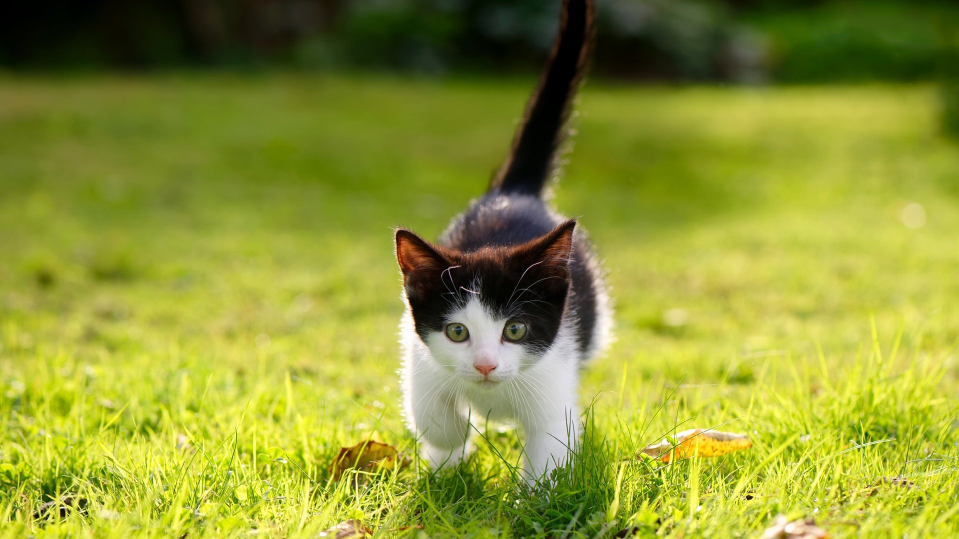 爱游戏中国官方登录入口网站-青少年篮球选拔赛公平公正规范竞争环境和流程，青少年篮球比赛规则